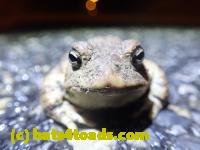 /home//u458753944/public_html/sourcegallery//Roxborough Toad Detour/2022/2022-03-17/P3170888.JPG